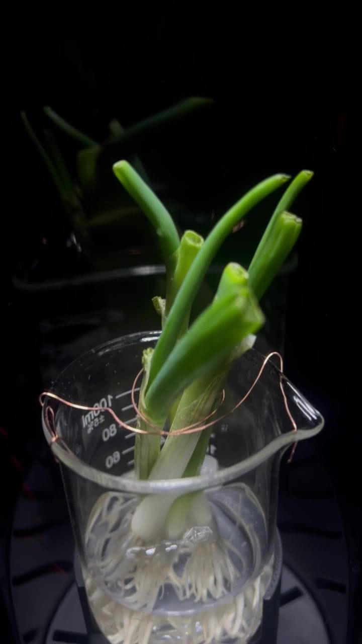 Scallions growing roots in a graduated beaker on a vented, sensor-wired base inside a dark grow chamber